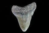 Juvenile Megalodon Tooth - Georgia #75423-1